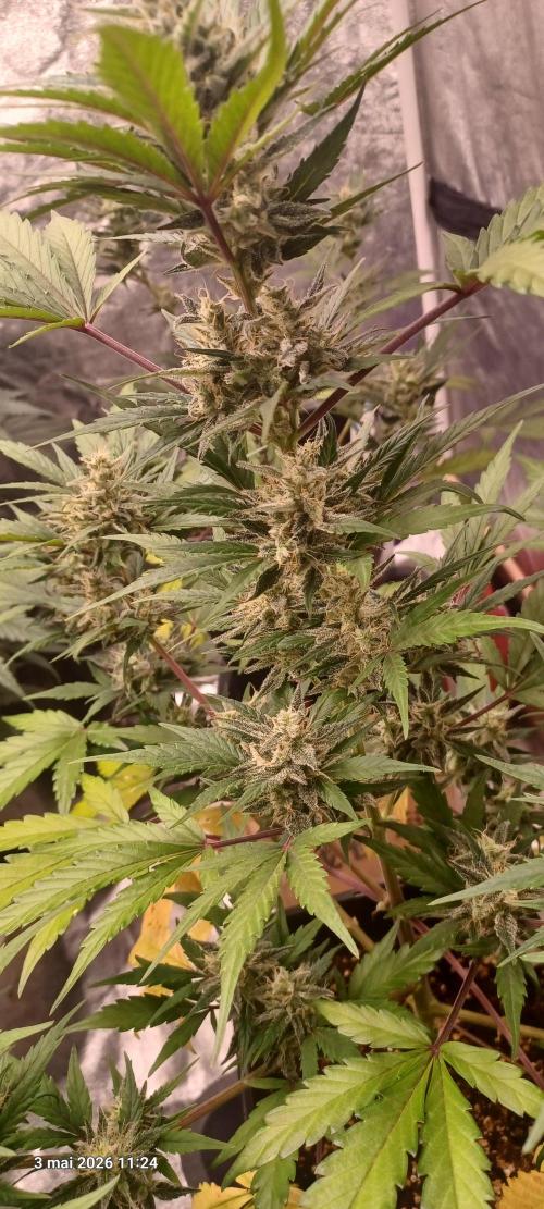 Appel Fritter Auto.. rQs. Week 9 - A2