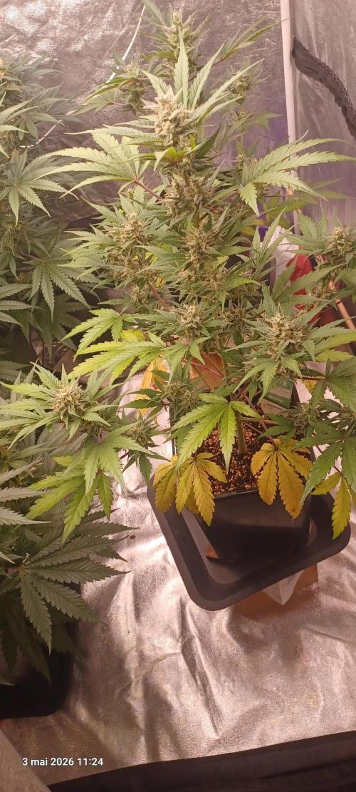 Appel Fritter Auto.. rQs. Week 9 - A2