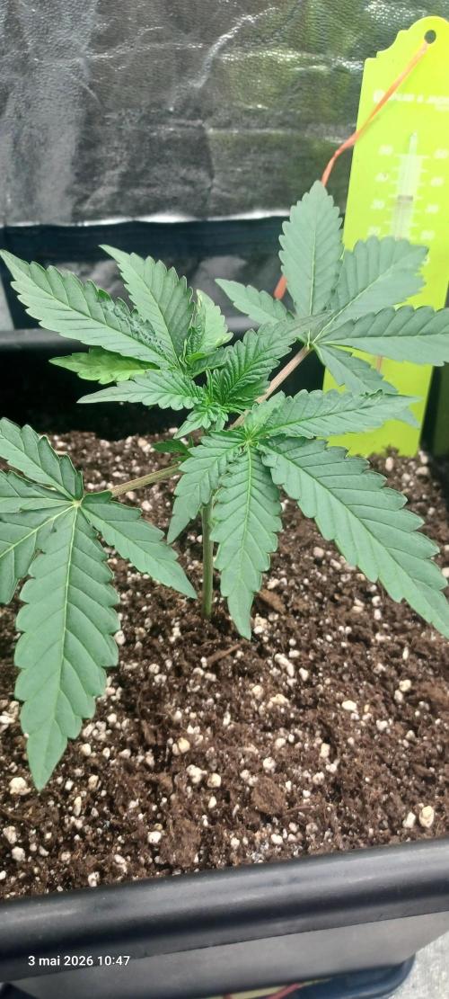 Wedding cake rQs. Week 3