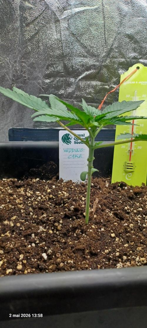 Wedding cake rQs. Week 3