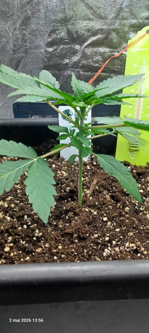 Wedding cake rQs. Week 3