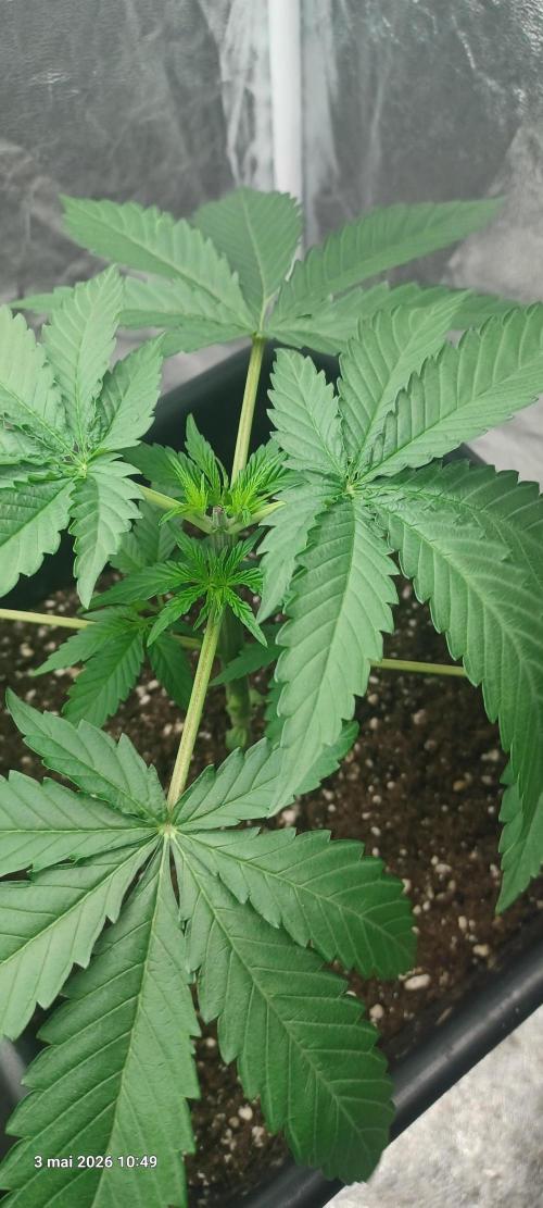 Wedding cake rQs. Week 3