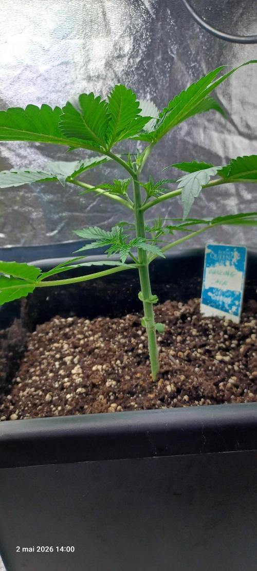 Wedding cake rQs. Week 3