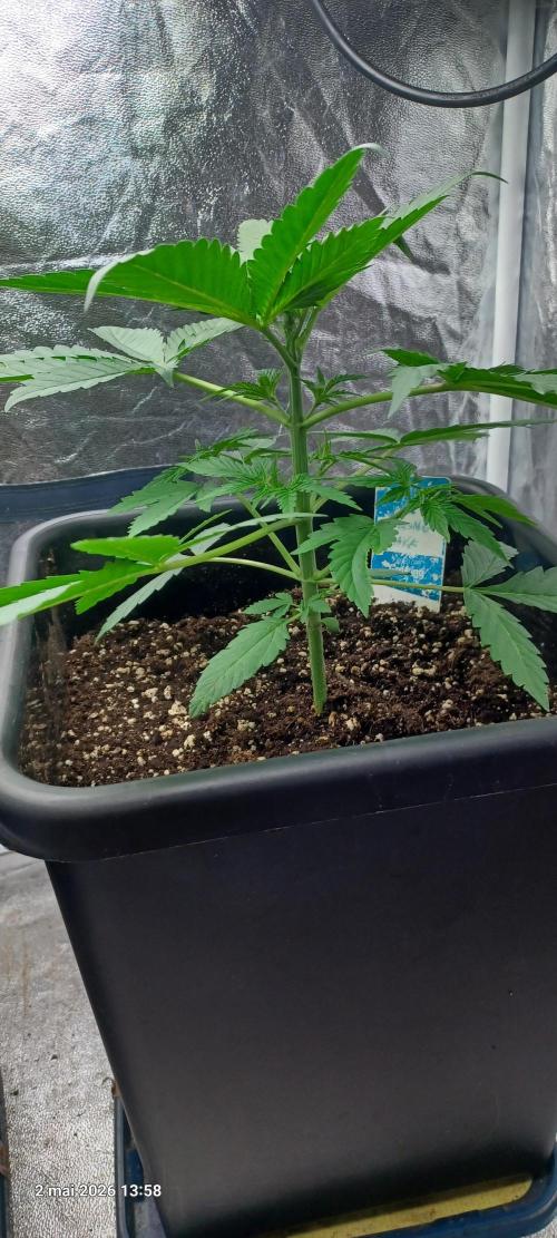 Wedding Cake. Week 3