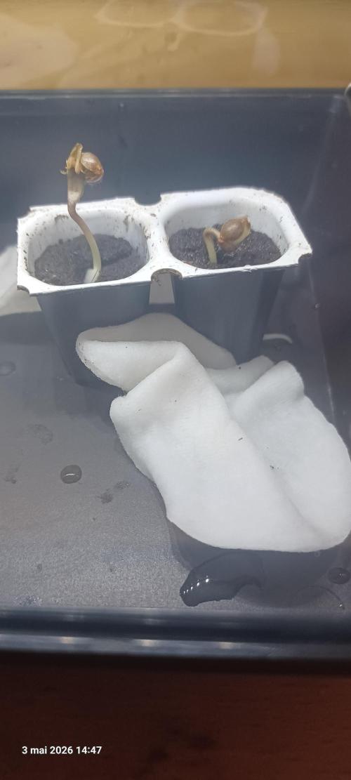 Forbidden Fruit  rQs. Week 0