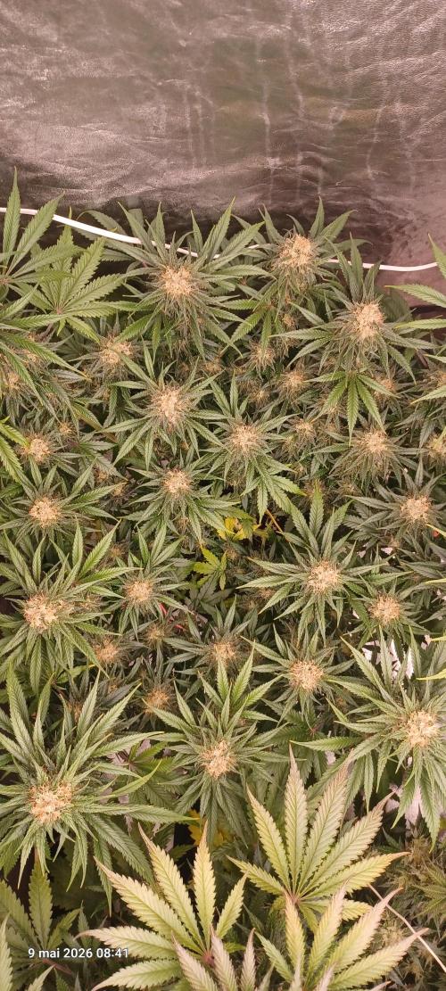Shogun rQs. Week 13