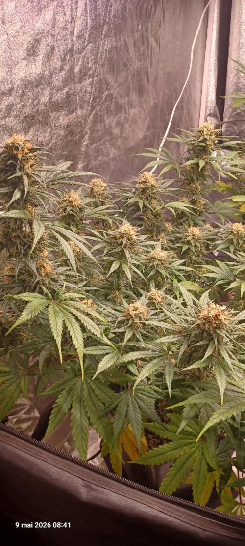 Shogun rQs. Week 13