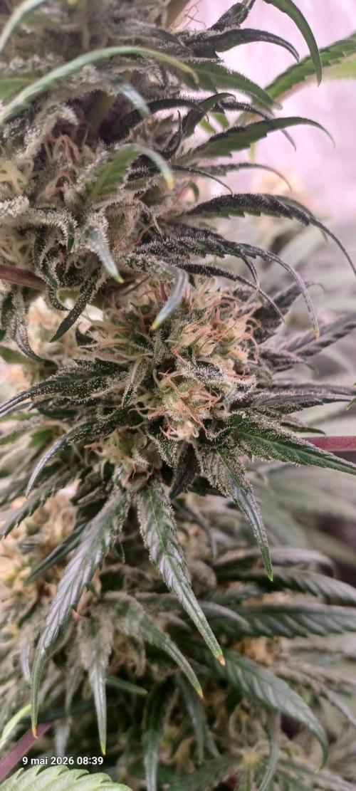 Shogun rQs. Week 13