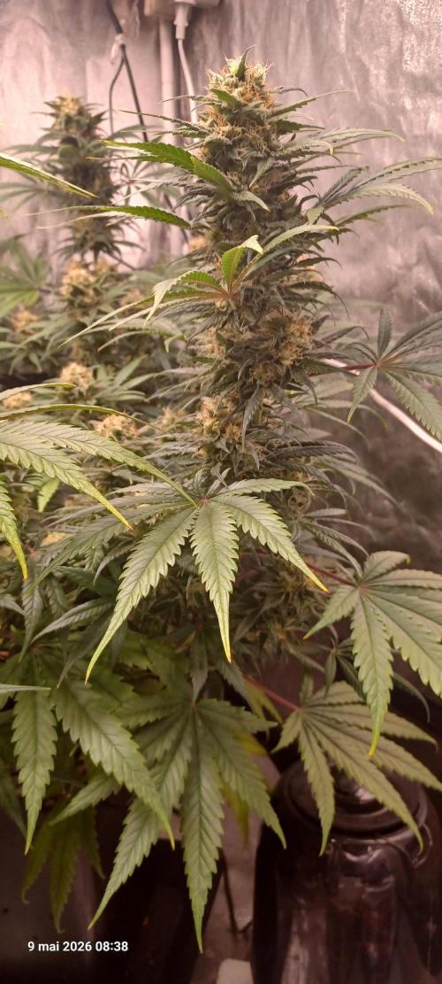 Shogun rQs. Week 13