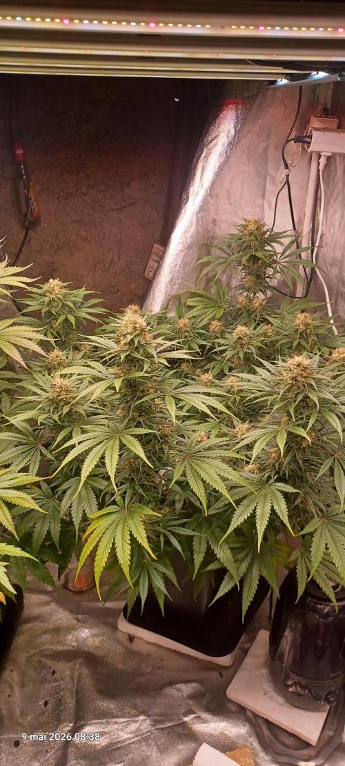 Shogun rQs. Week 13