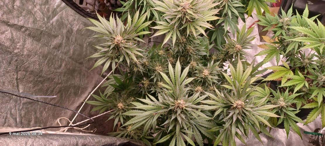 Shogun rQs. Week 13