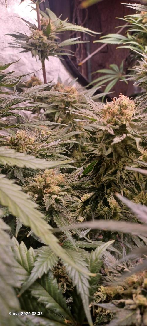 Shogun rQs. Week 13