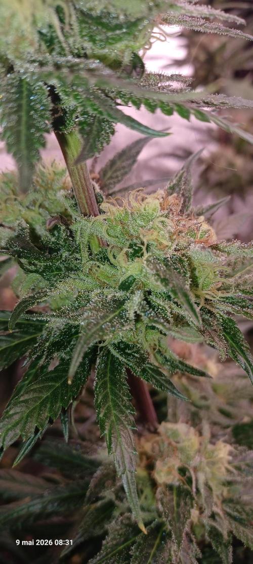 Shogun rQs. Week 13