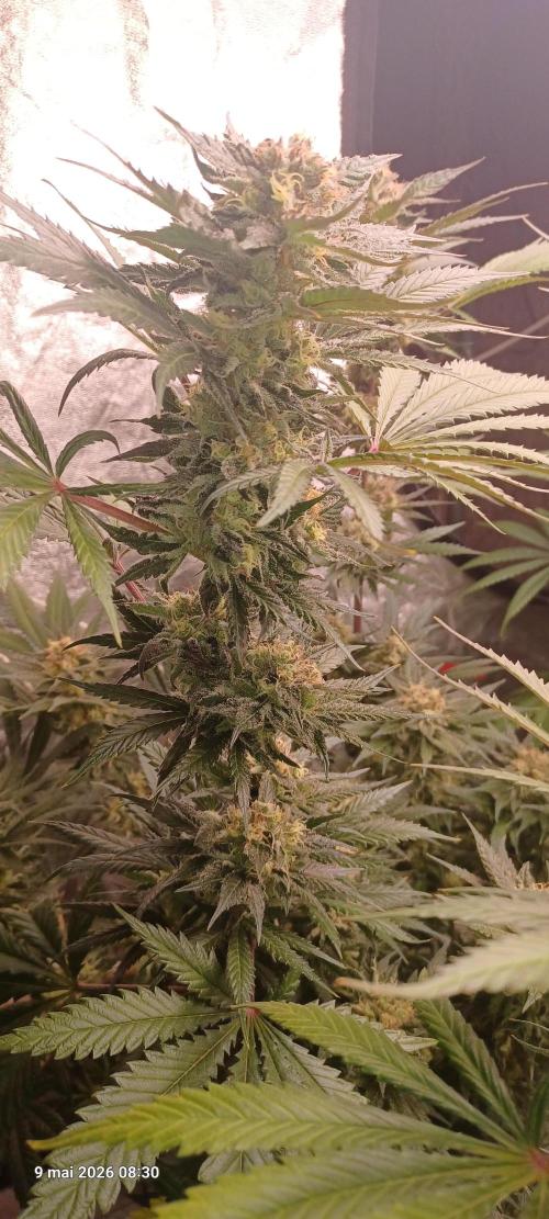 Shogun rQs. Week 13
