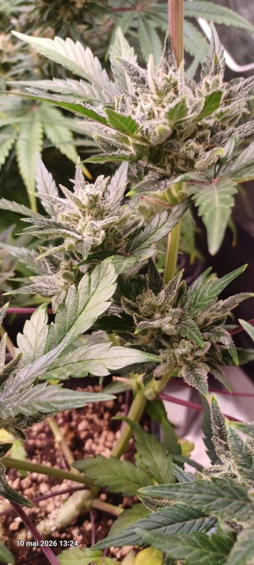 Shogun rQs. Week 14