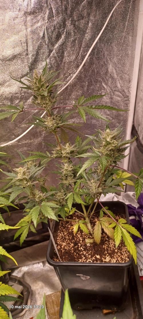 Shogun rQs. Week 14