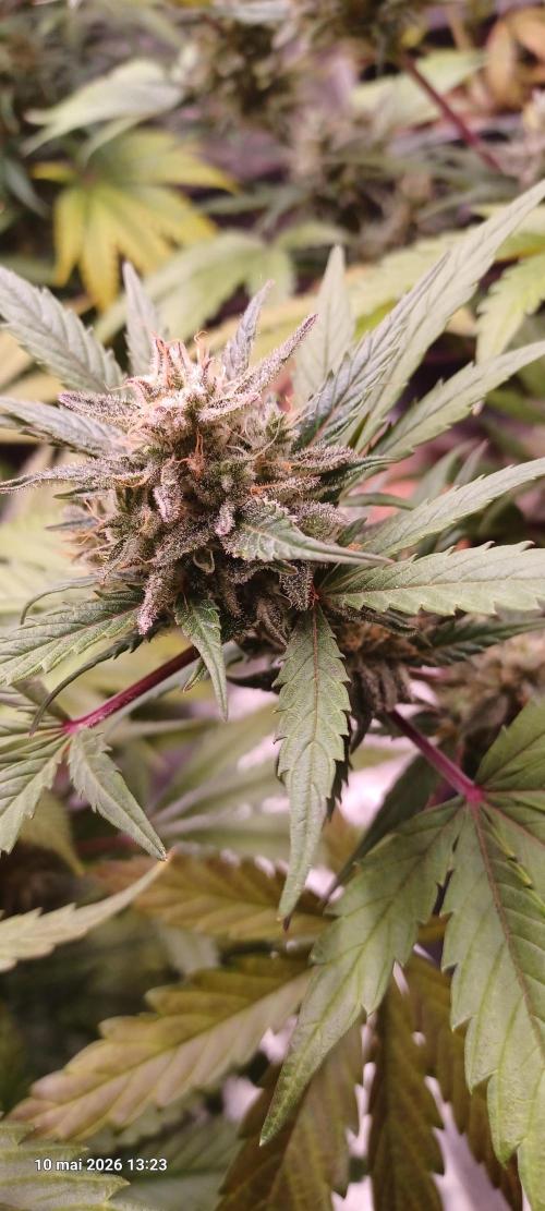 Shogun rQs. Week 14