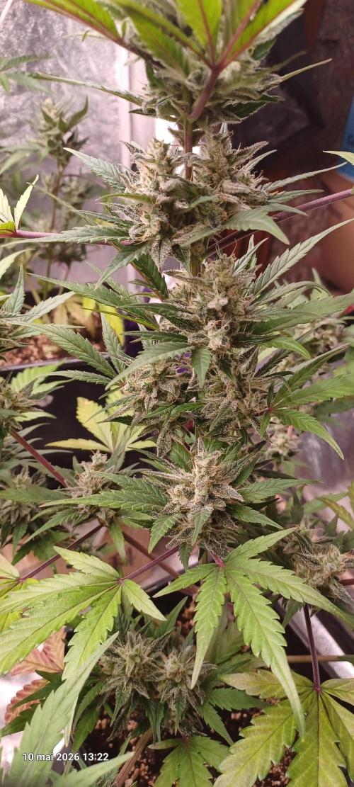 Shogun rQs. Week 14