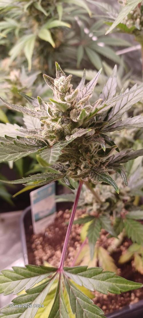 Appel Fritter Auto.. rQs. Week 10