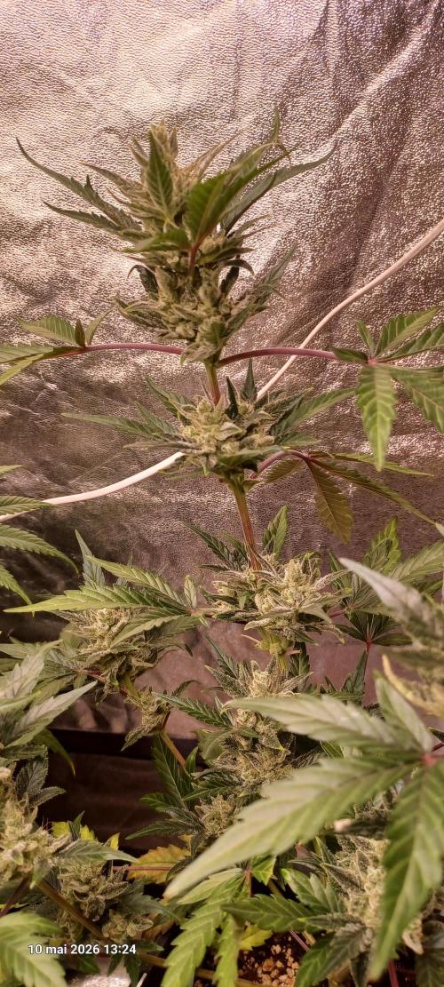 Appel Fritter Auto.. rQs. Week 10