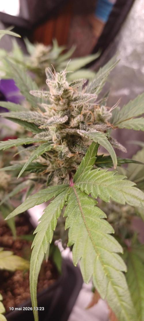 Appel Fritter Auto.. rQs. Week 10