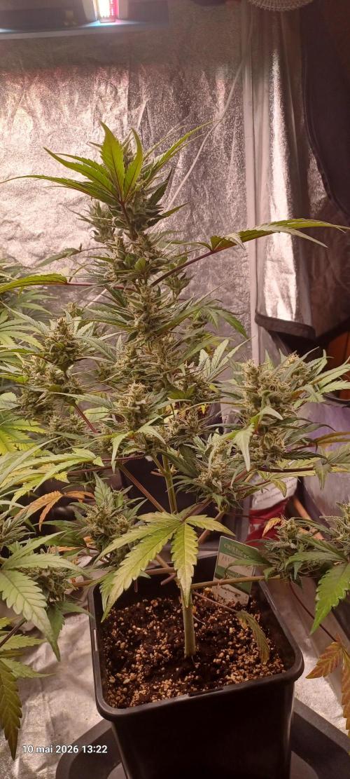 Apple Fritter Automatic. Week 10