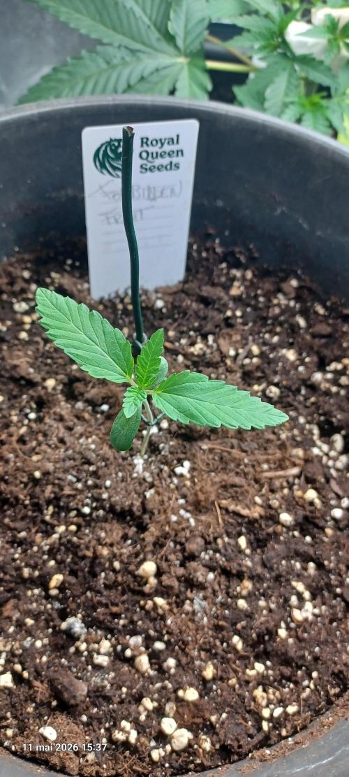 Forbidden Fruit  rQs. Week 1