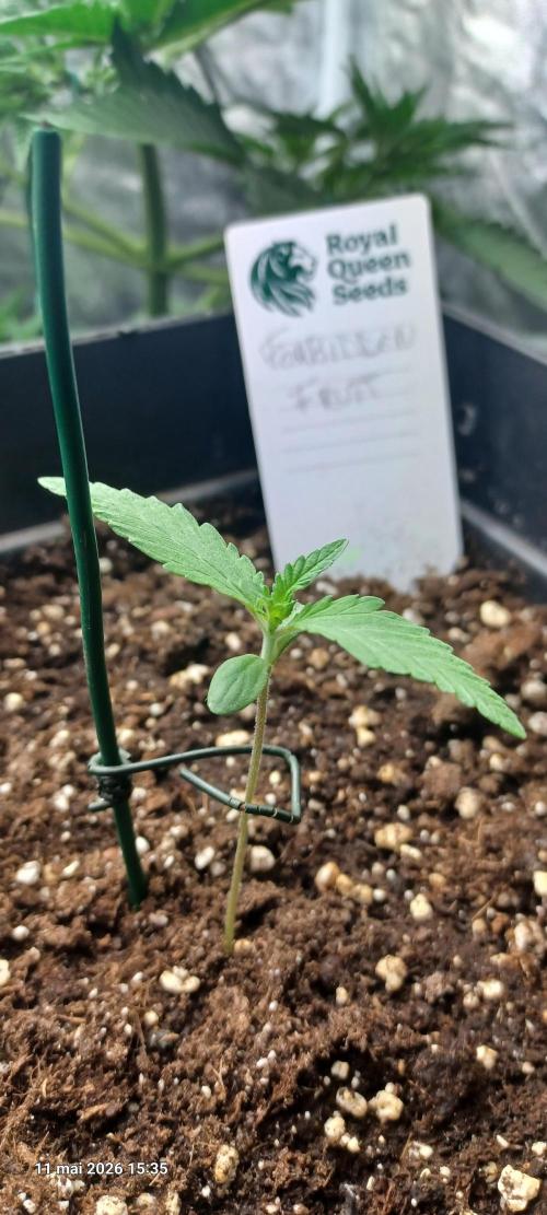 Forbidden Fruit  rQs. Week 1