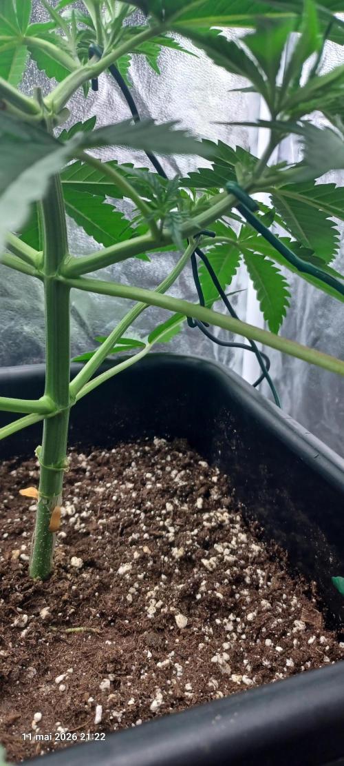 Wedding cake rQs. Week 4