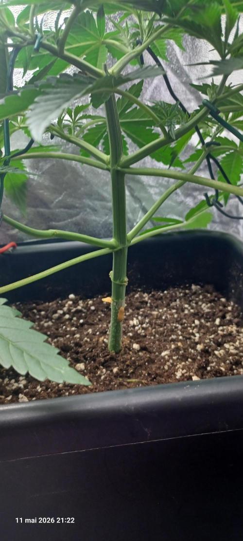 Wedding cake rQs. Week 4