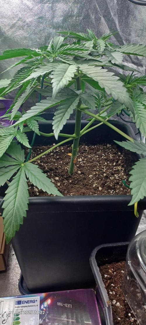 Wedding cake rQs. Week 4