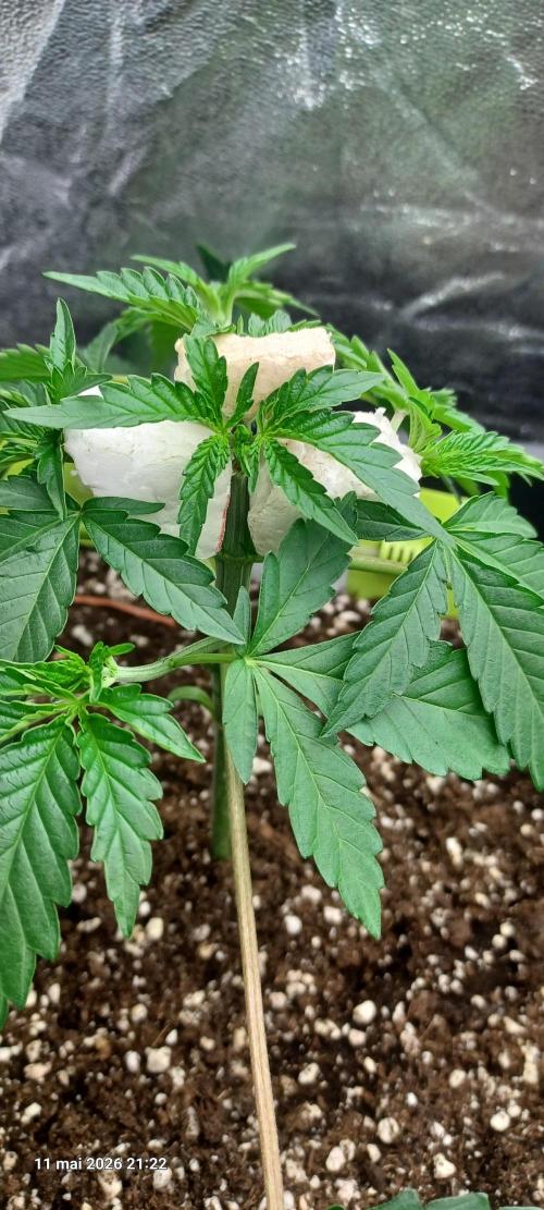 Wedding cake rQs. Week 4