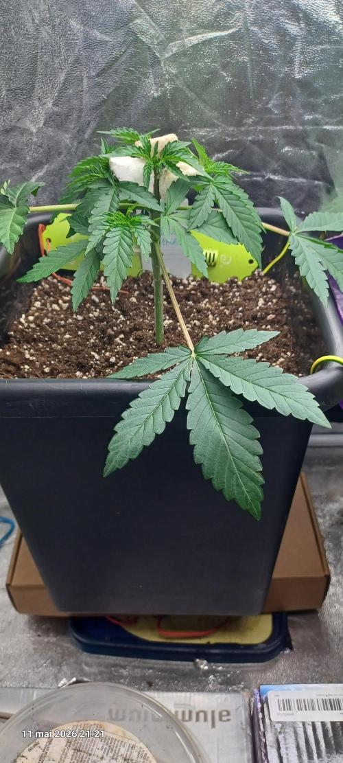 Wedding Cake. Week 4