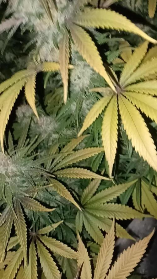 Shogun rQs