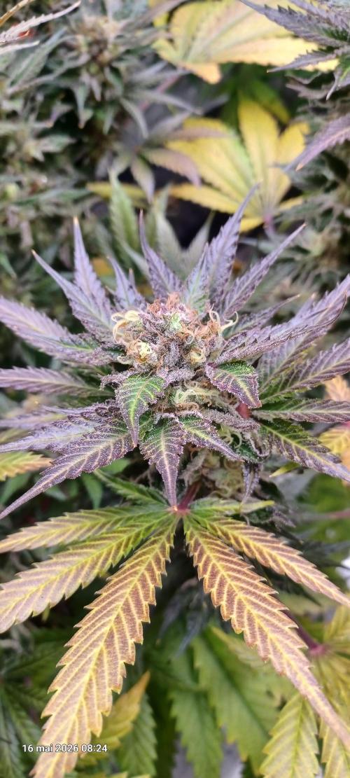 Shogun rQs. Week 15