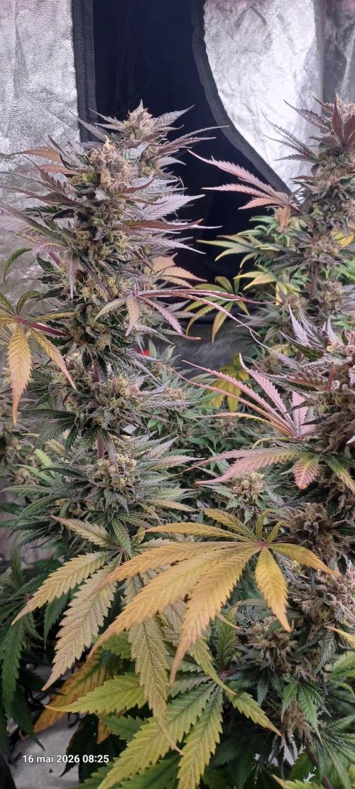 Shogun rQs. Week 15