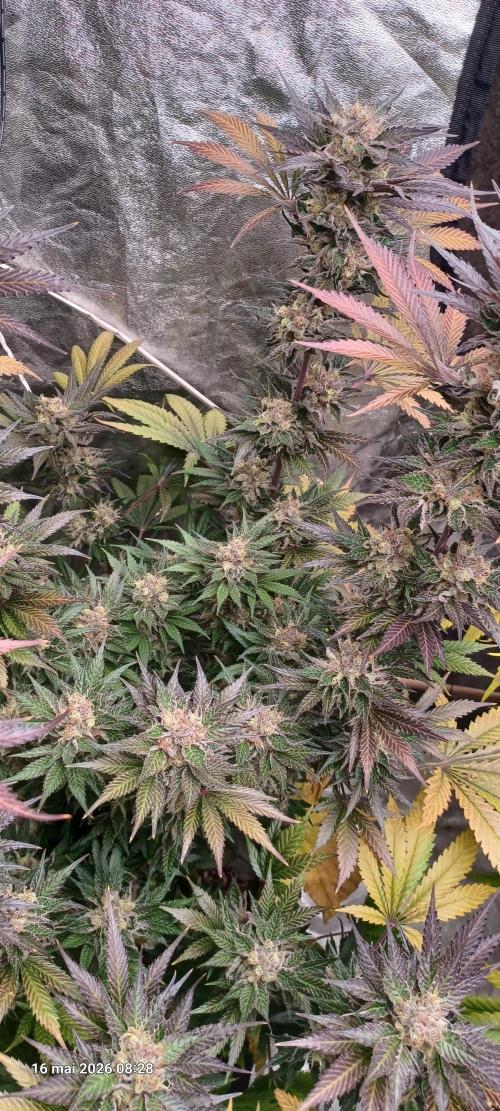 Shogun rQs. Week 15