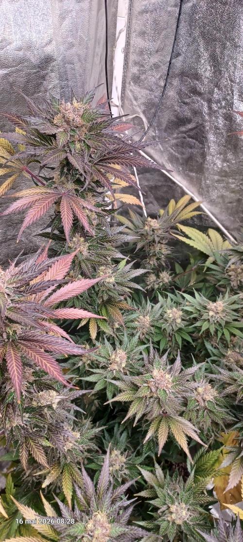 Shogun rQs. Week 15