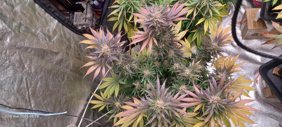 Shogun rQs. Week 15