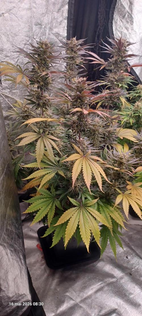 Shogun rQs. Week 15