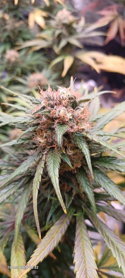 Shogun rQs. Week 15