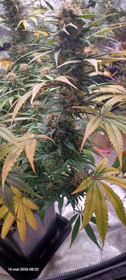 Shogun rQs. Week 15