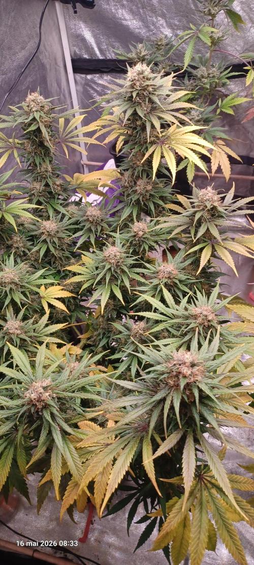 Shogun rQs. Week 15