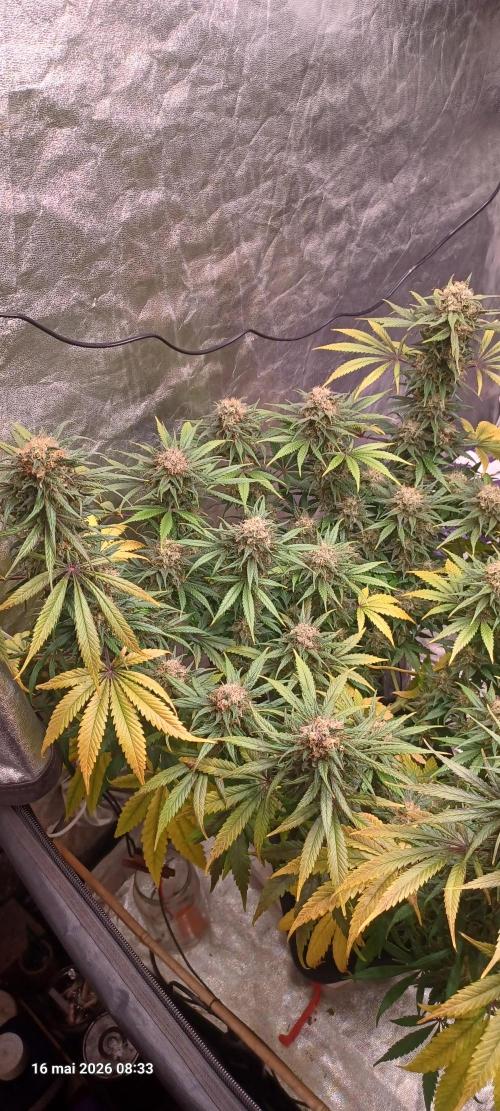 Shogun rQs. Week 15