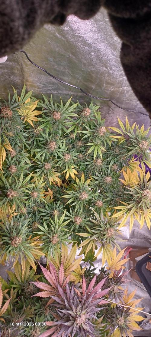 Shogun rQs. Week 15