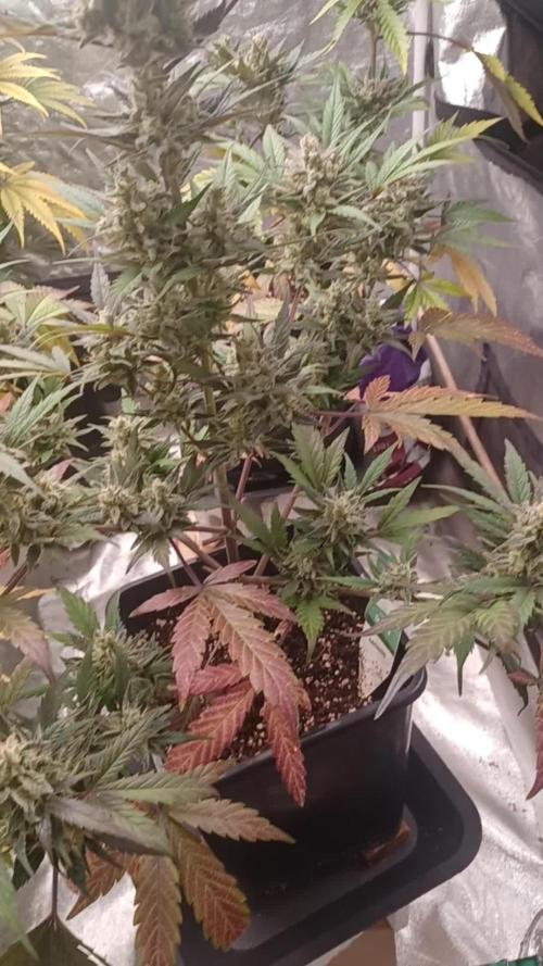 Appel Fritter Auto.. rQs