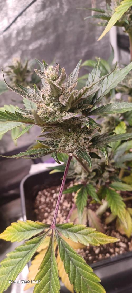 Appel Fritter Auto.. rQs. Week 11