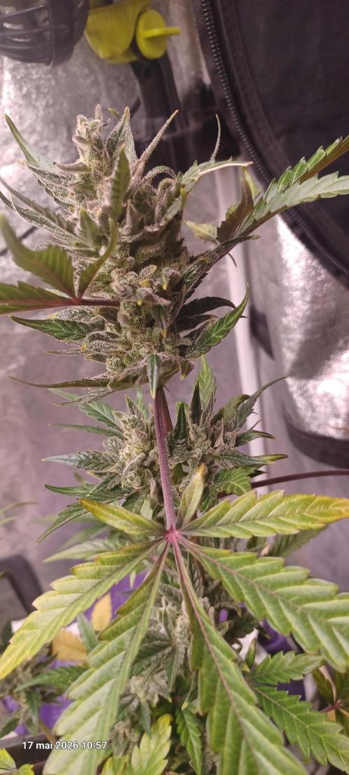 Appel Fritter Auto.. rQs. Week 11