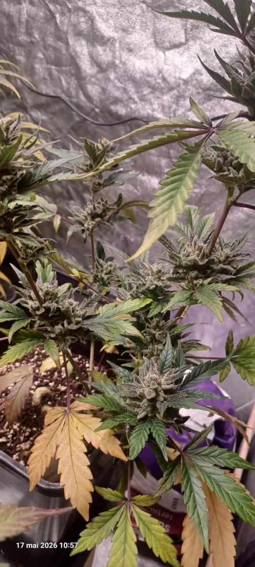 Appel Fritter Auto.. rQs. Week 11