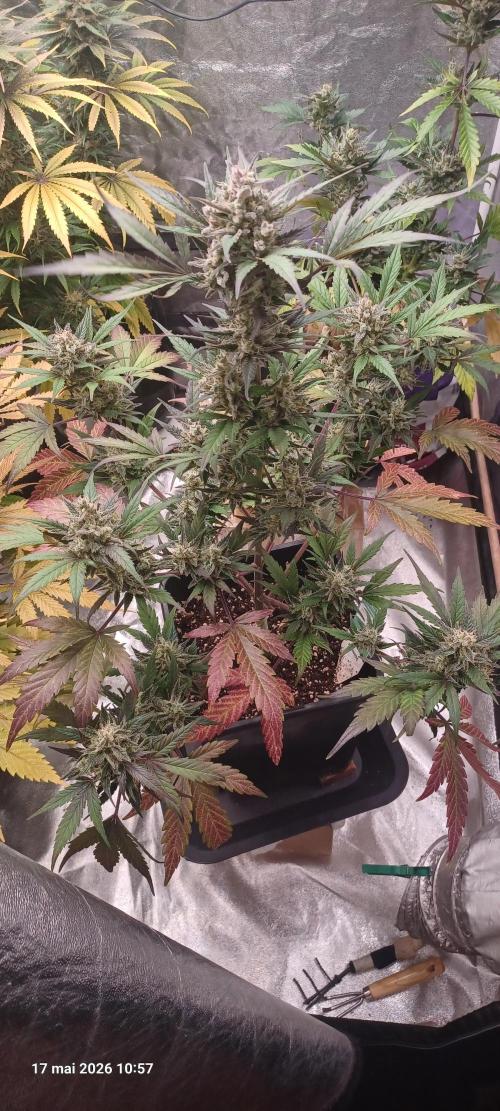 Appel Fritter Auto.. rQs. Week 11